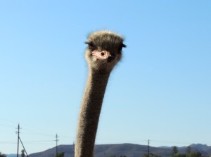 An ostrich's eyes take up 2/3 of their head