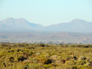 Off to forage! One meerkat stays on sentry duty while the rest look for food.