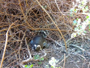 Little nesting penguin