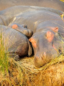 Sleepy baby hippo! So cute!
