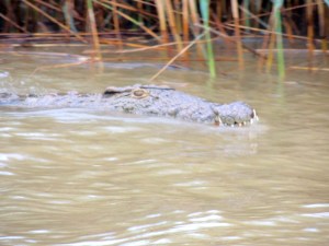 Never smile at a crocodile