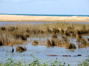 Looking across the wetlands to the beach