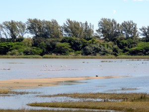 St. Lucia Estuary