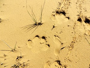 Me and the hippos, walking side by side