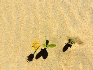 Good luck, little guy