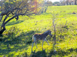 Baby zebra!