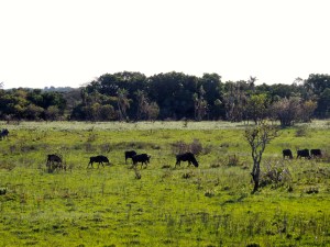 Wildebeest grazing in the lowlands