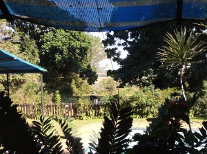 View from our window - the hippos were just on the other side of the fence