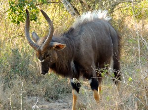 Establishing his dominance over another male nyala.