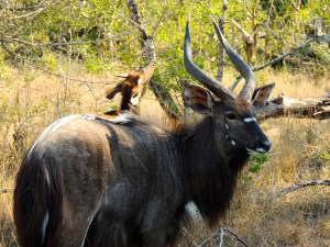 Male nyala with baby male nyala eating a tree. Aww. They're boring.