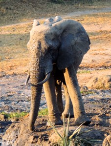 Young male - you can see how short his tusks are