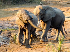 Bahhh! I love it when they swing their trunks around!