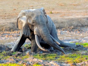 Tusker having a mud bath