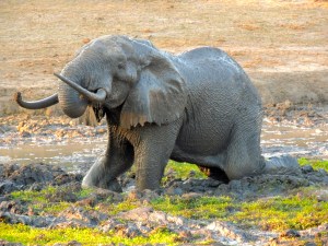 This elephant made a huge mistake going into this mud puddle. The Gob of the evening.