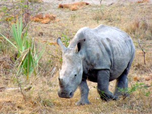 Baby makes a break for it