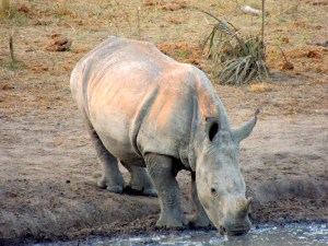 Eeeeee! Little drinking rhino!!!!