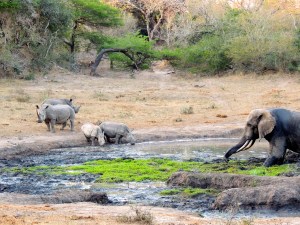 Everyone gets a drink