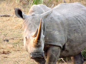 Papa white rhino - you can tell a white and black rhino apart from the shape of their lips; white rhinos have a flat lip, whereas black have a more beaked lip