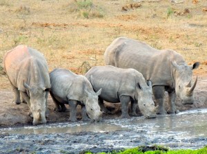 Eeee! They're like my family but RHINOS!!!!