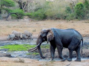 Ol Gob finally made it out of his mud pit to pester the rhinos