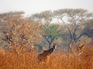 Baby giraffe thinks he can hide from me!