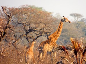 Silly giraffes, you're too tall to hide