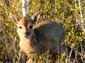 Eeeee, look at him chew!