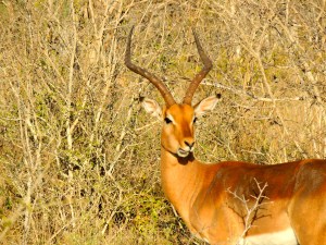 Better than nyalas, but barely