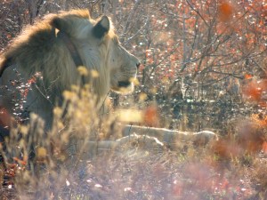 You can see his tracking collar - it's used for science and anti-poaching purposes, don't worry