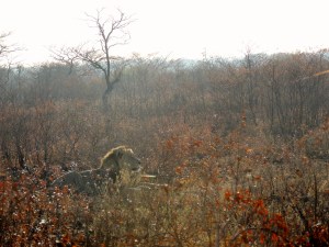 KITTY!!!!!!!!!!!!!!!!!!!!