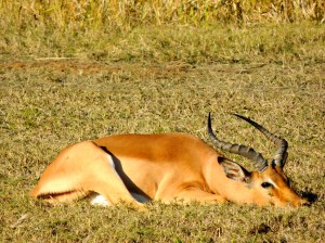 I like this impala because he's cute when he sleeps. Yes, I am a child.