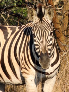 Zebras are gorgeous