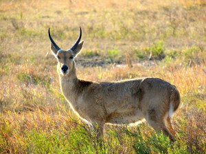 Male reedbok