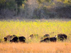 Herd of buffalo and wildebeest