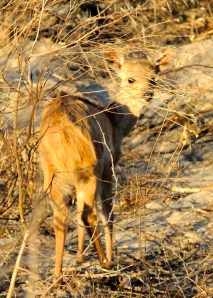 Baby waterbuck