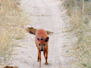 Hungry red duiker
