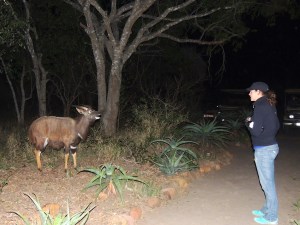 This nyala had some kind of mental deficiency