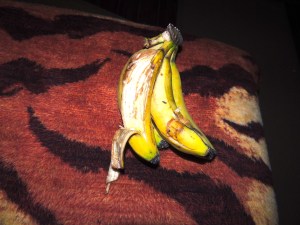 Yes, a second monkey got into the tent of a tree planter and a fire fighter. Yes, we have both seen bear aware.