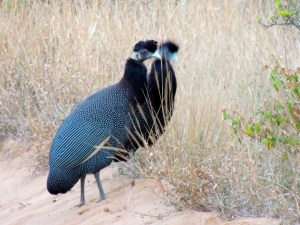 But we did see birds...