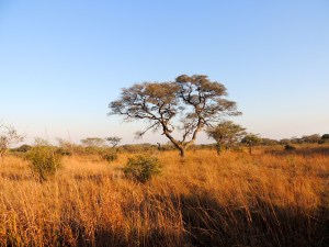 Leaving the sand forest