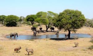 The water hole? What's so great about the water hole?