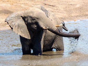 Splish splash I was taking a bath
