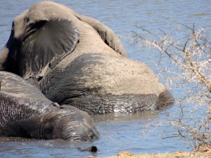 Eeeeee! He's using his trunk as a snorkel!!!!!