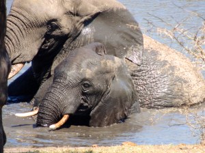 Trying to get back up