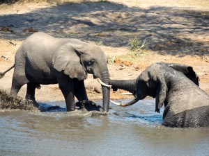 But I don't want to go in the water...