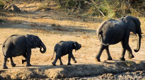 AHHHH, THEY'RE WALKING IN AN ADORABLE ELEPHANT LINE!