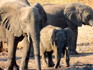 Baby with a protective mom