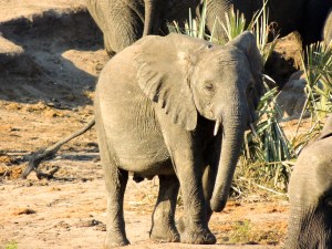 Juvenile elephant