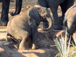 BABY ELEPHANT! SITTING ON A LEDGE! I. DIE.