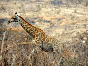 Giraffe on the move